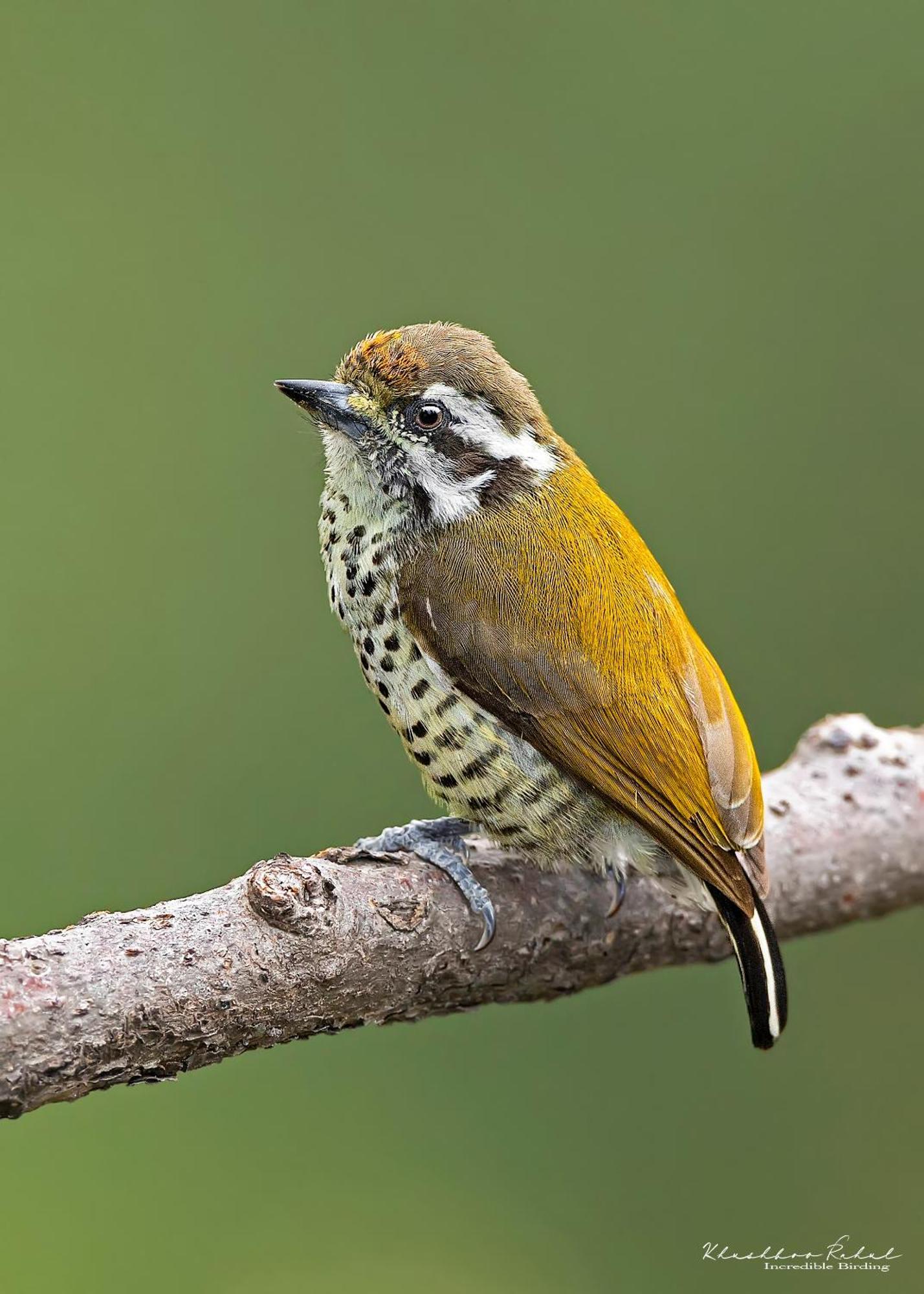 Апартаменти Incredible Birding Camp Бхімтал Екстер'єр фото