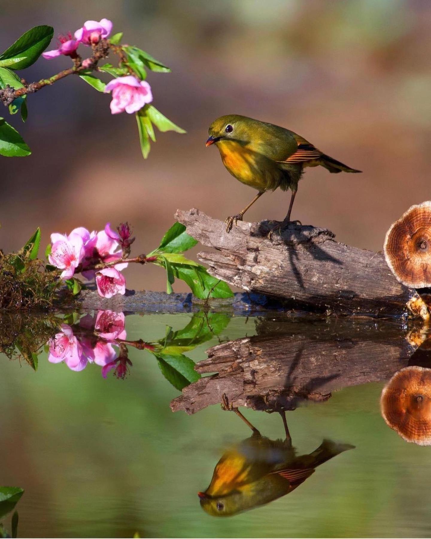Апартаменти Incredible Birding Camp Бхімтал Екстер'єр фото