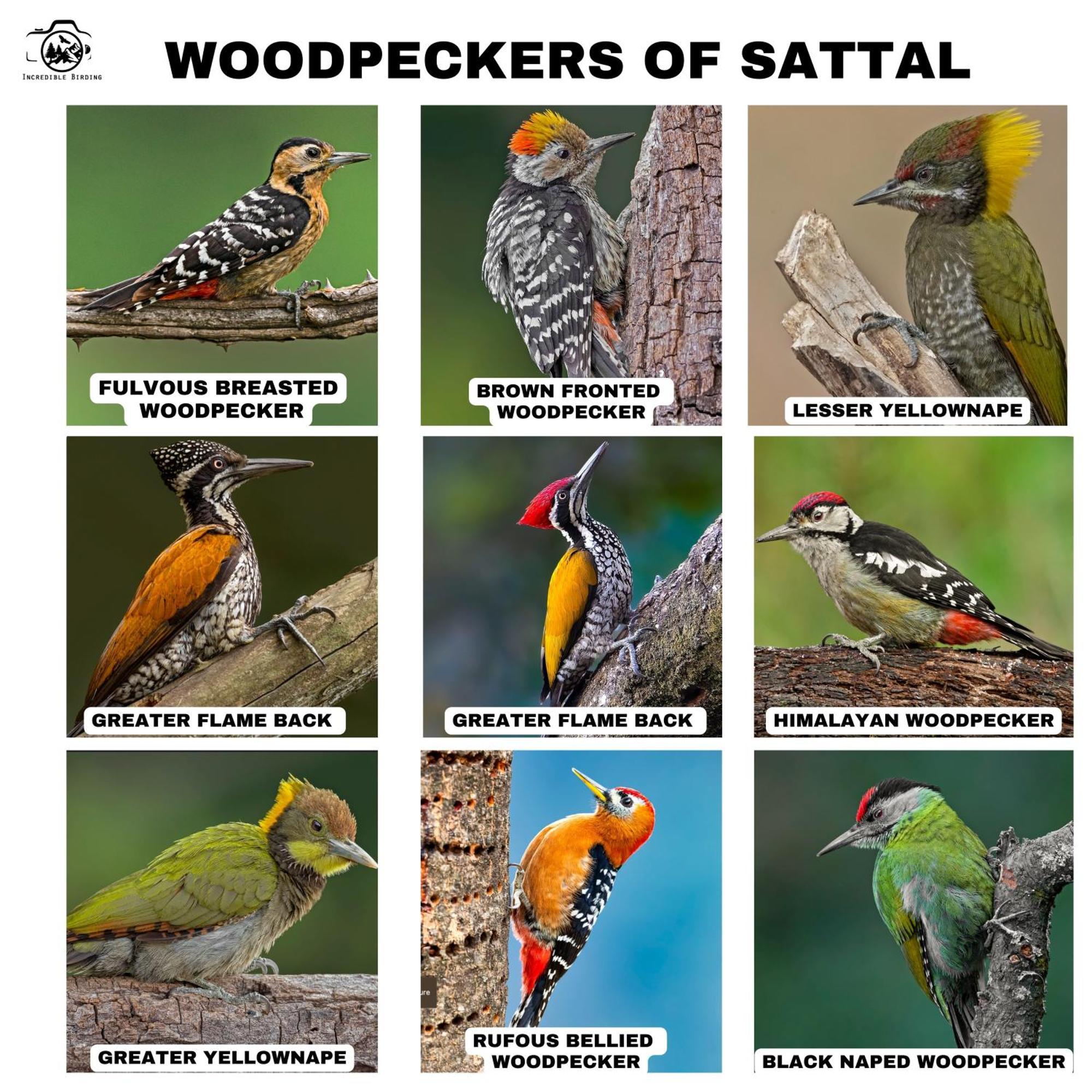Апартаменти Incredible Birding Camp Бхімтал Екстер'єр фото