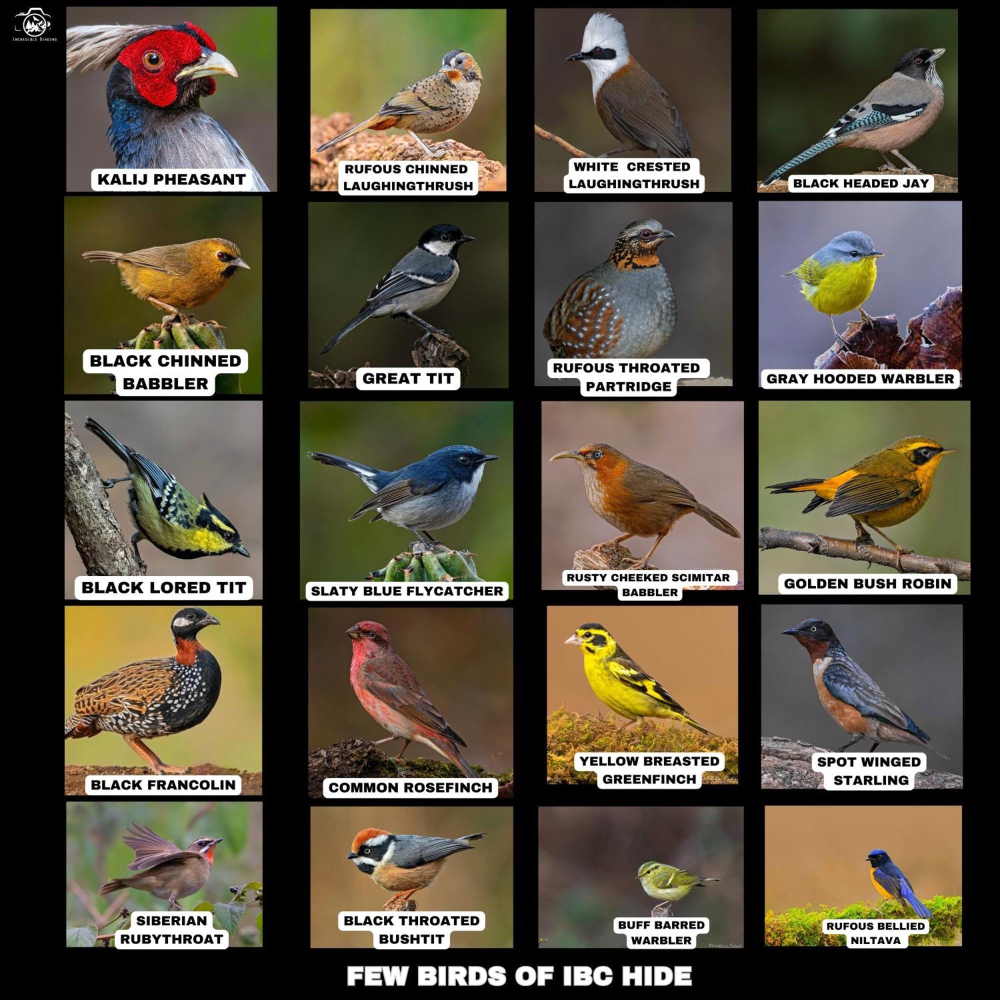 Апартаменти Incredible Birding Camp Бхімтал Екстер'єр фото